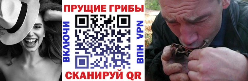 Псилоцибиновые грибы Cubensis  Ногинск 